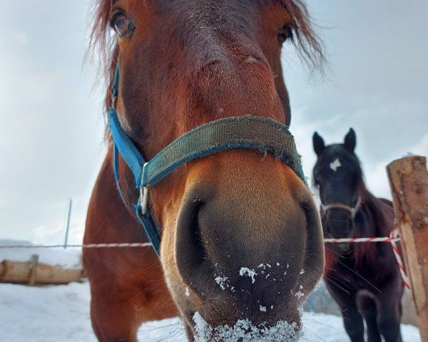 Pferd Rocky Elmar (Noriker, 2009, von Ralf Elmar XIII)