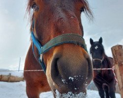 horse Rocky Elmar (Noric, 2009, from Ralf Elmar XIII)