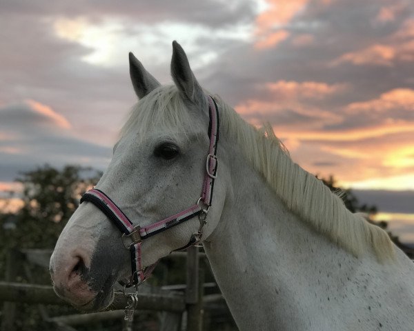 jumper Traum Lady 2 (German Sport Horse, 2006, from Carat 99)