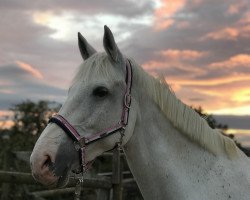 jumper Traum Lady 2 (German Sport Horse, 2006, from Carat 99)