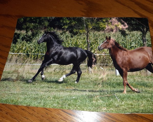 stallion Rasputin (Hessian Warmblood, 1999, from Reverend)