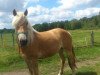 broodmare Belladonna 39 (Haflinger, 2010, from Neuland)