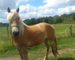 broodmare Belladonna 39 (Haflinger, 2010, from Neuland)