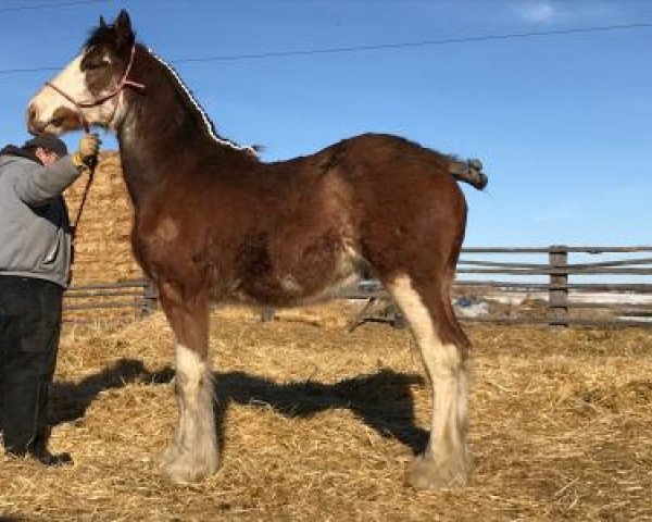 Pferd Reeder Rock Buster (Clydesdale, 2017, von SBH Stetson)