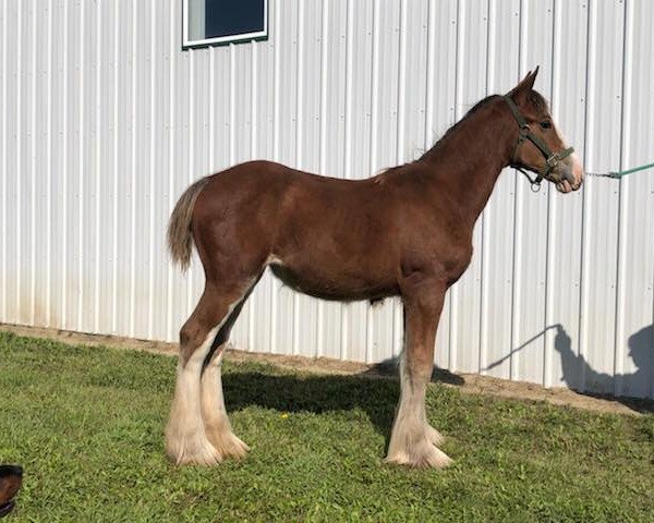 Pferd Evergreen Acres Abby (Clydesdale, 2018, von AM Top Model's Paragon)