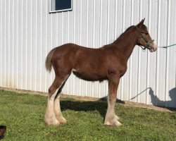 horse Evergreen Acres Abby (Clydesdale, 2018, from AM Top Model's Paragon)