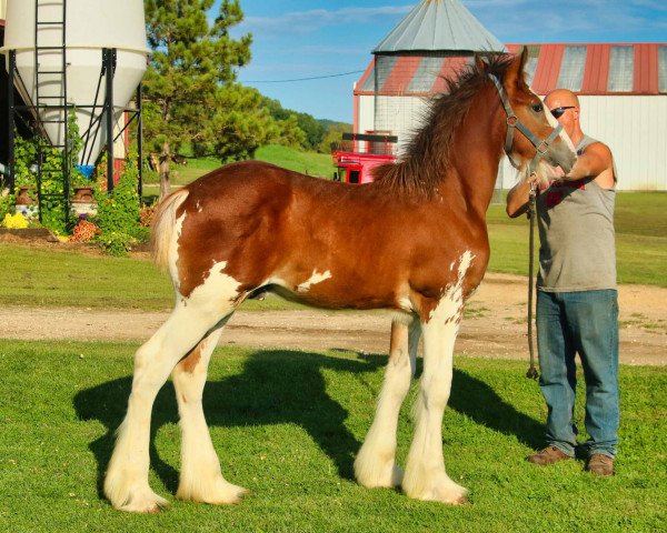 Pferd Brookside Trump (Clydesdale, 2020, von Tablerock's Cracker Jack)