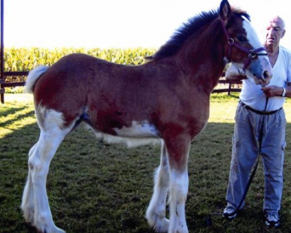 horse Carson's Lightning Ladyluck (Clydesdale, 2020, from Alamar L.S. Lightning)