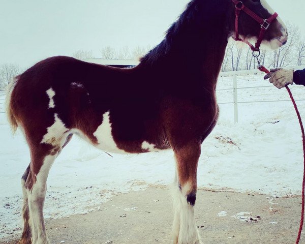 Pferd Amethyst Tiara (Clydesdale, 2020, von Hatfield Hightower)