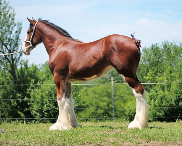 Pferd Thorpe Hill Magic (Clydesdale, 2016, von Thorpe Hill Challenger)