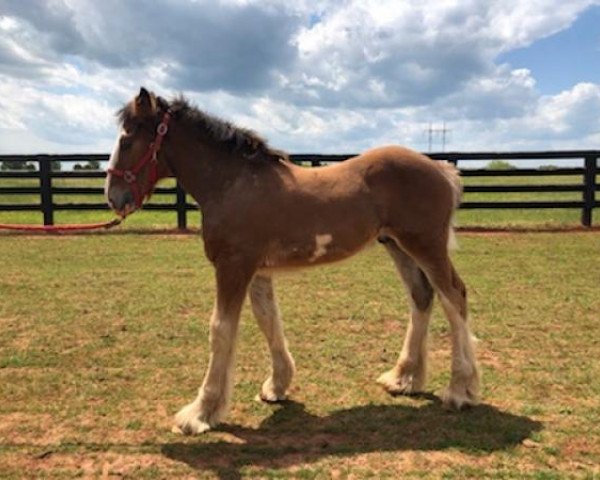 Pferd Classic City Latch's Tom Petty (Clydesdale, 2020, von 2S Barnaby's Colossal Latch)