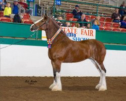 broodmare Thomas' Trudy the Select (Clydesdale, 2008, from Cranston's Sensational Gregg)