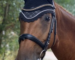 jumper Claire de Lune 18 (German Warmblood, 2008, from Chasseur II)