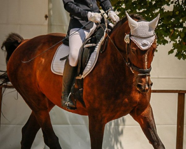 dressage horse Santanyi 7 (Hanoverian, 1998, from Simply)