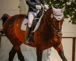 dressage horse Santanyi 7 (Hanoverian, 1998, from Simply)