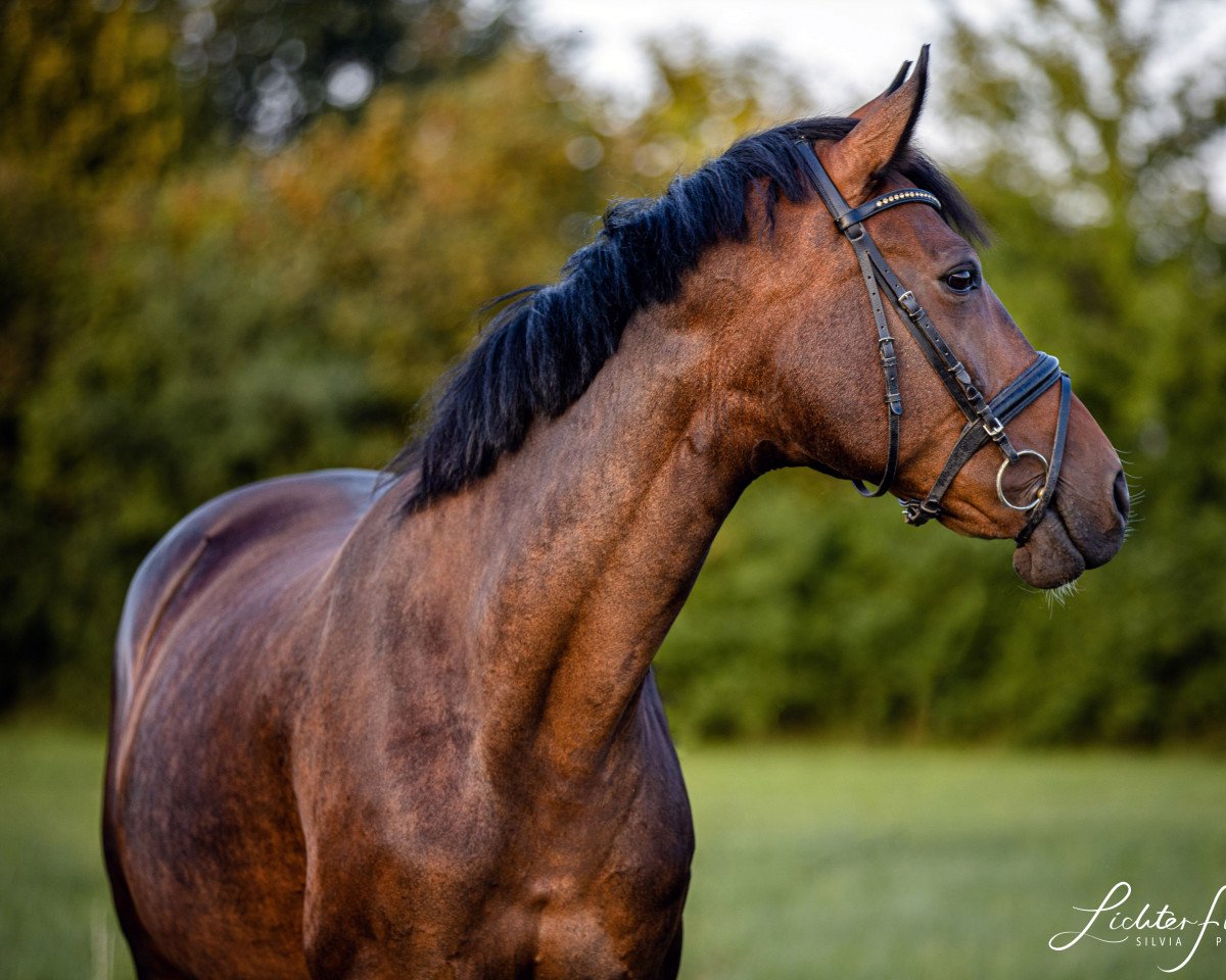 broodmare Calla (Oldenburg, 2006, from Contendro I)