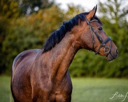 broodmare Calla (Oldenburg, 2006, from Contendro I)