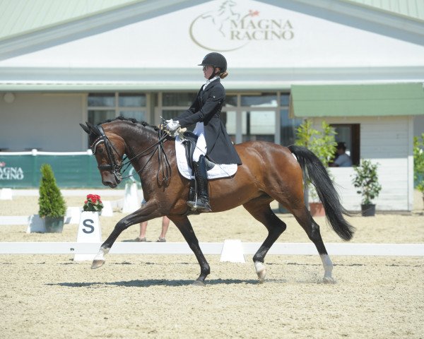 dressage horse Rainhof's Lorraine Royal (Hanoverian, 2009, from Lizitant)