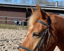 Springpferd Toddy (Harem) (Polnisches Pony, 2006)