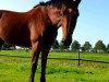 dressage horse Charly Boy (German trotters, 2011)