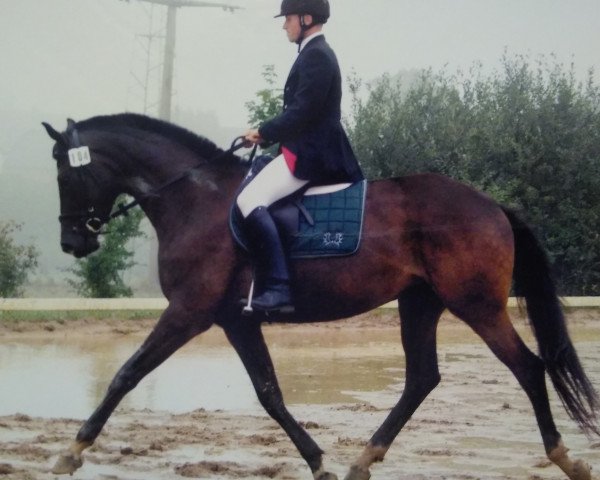 broodmare Galaxie 29 (Trakehner, 2004, from Ultra chic)