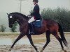 broodmare Galaxie 29 (Trakehner, 2004, from Ultra chic)