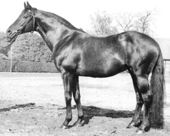 stallion Busoni xx (Thoroughbred, 1966, from Alizier xx)