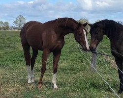 dressage horse Lokenzo Park Flirtende (Australian Wamblood, 2016, from For Romance I)