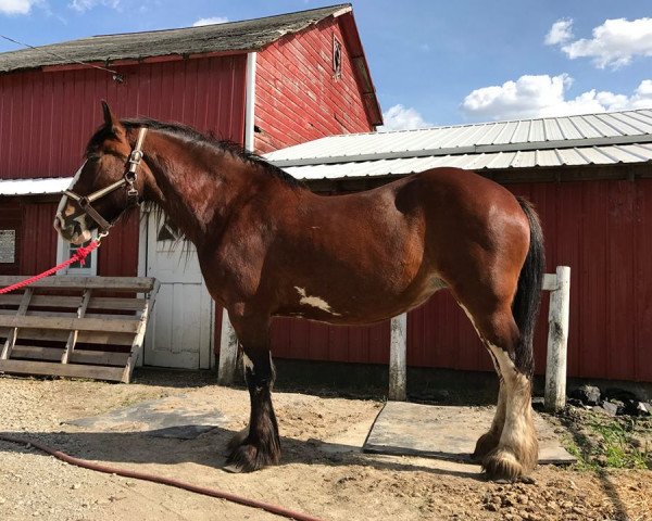 Zuchtstute Thistle Valley Legacy Ellie May (Clydesdale, 2006, von Glencoe Jordon)