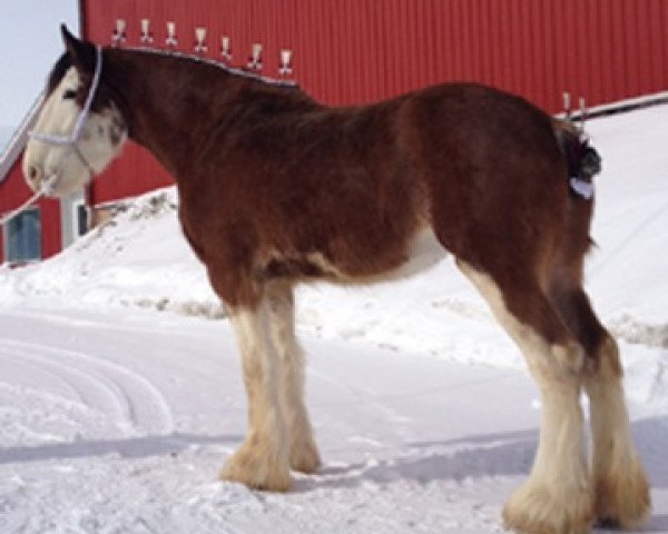 horse Thistle Stone Isabelle (Clydesdale, 2011, from Doura Rising Star)