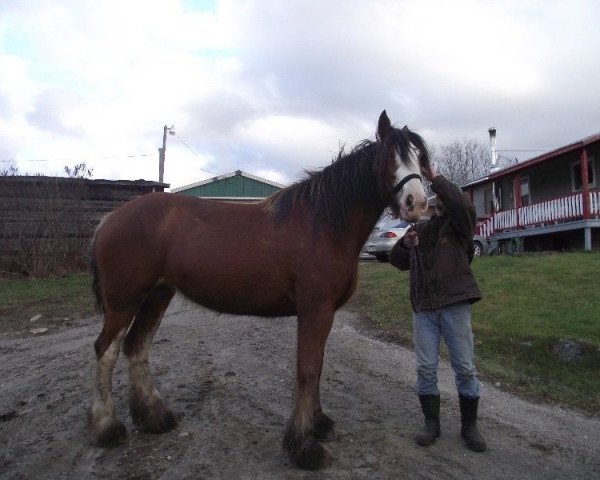 Zuchtstute Thistle Ridge Twilight's Bella (Clydesdale, 2009, von Thistle Ridge Argyll Ovation)