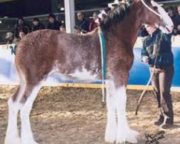 horse Thistle Ridge Shamalee (Clydesdale, 2010, from Hillmoor Perfection)