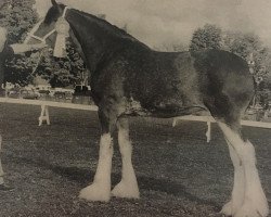 Pferd Thistle Ridge Royal Maralee (Clydesdale, 1999, von Hillmoor Landmark)