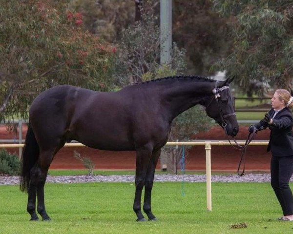 horse Lokenzo Park Royal Knight (Friesian-Mix, 2015, from Frisos Knight Ryder)