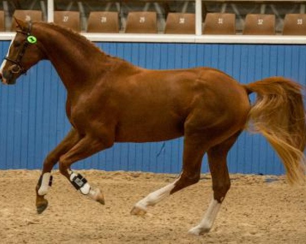 stallion OEH Beyond Chili (Australian Wamblood,  , from Belissimo NRW)