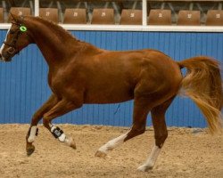 Deckhengst OEH Beyond Chili (Australisches Warmblut,  , von Belissimo NRW)