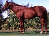 stallion Sports Works (Thoroughbred,  , from Bluebird xx)