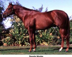 stallion Sports Works (Thoroughbred,  , from Bluebird xx)