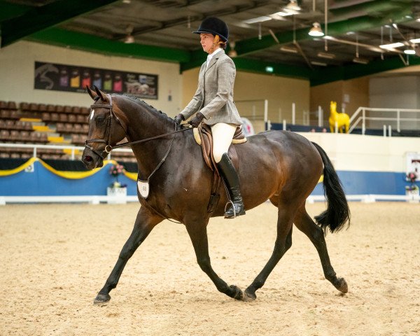 broodmare Lokenzo Park Royal Arrival (Friesian-Mix, 2013, from Frisos Knight Ryder)