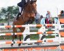 jumper Jacarta van T Ravennest (Belgian Warmblood, 2009, from Conterno Grande)