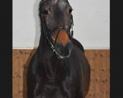 broodmare Conchita (Westphalian, 2003, from Con Capitol)