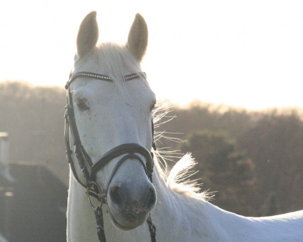 dressage horse Eliane (Westphalian, 2003, from Espatako)