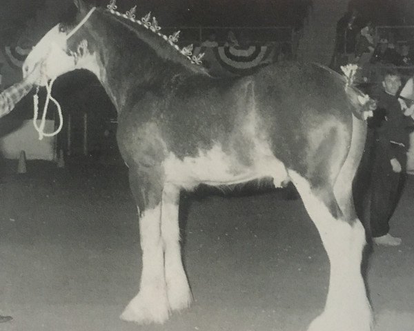 stallion Thistle Ridge Master Maple (Clydesdale, 1995, from Hillmoor Fusilier)