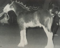 Deckhengst Thistle Ridge Master Maple (Clydesdale, 1995, von Hillmoor Fusilier)