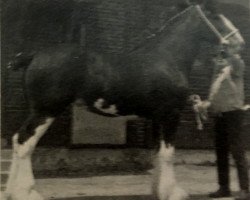 Pferd Thistle Ridge Kaitlyn (Clydesdale, 1986, von Doura Gaiety)