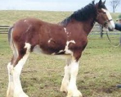 horse Thistle Ridge Indy Tiger (Clydesdale, 2011, from Birky's Pride Nicodemus)