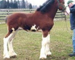 horse Thistle Ridge Indy Quest (Clydesdale, 2011, from Birky's Pride Nicodemus)