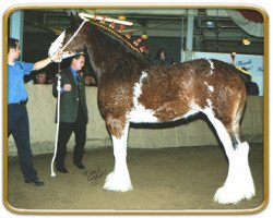 Pferd Thistle Ridge Eaton Shawna (Clydesdale, 1999, von Hillmoor Fusilier)