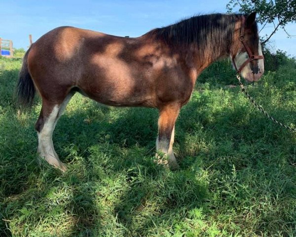 broodmare Thistle Ridge Celtic Blossom (Clydesdale, 2011, from Hillmoor Perfection)