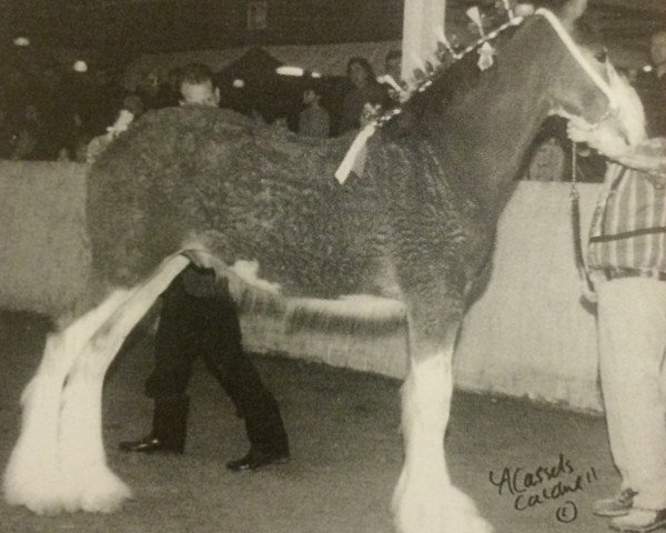 stallion Thistle Ridge Avalanche (Clydesdale, 2002, from Thistle Ridge Argyll Avery)